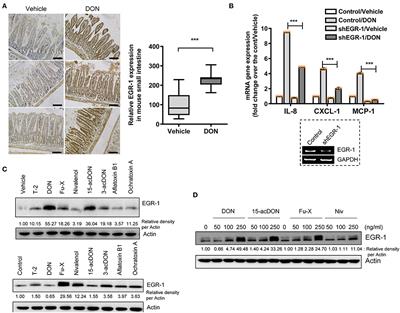 Enterocyte-Based Bioassay via Quantitative Combination of Proinflammatory Sentinels Specific to 8-keto-trichothecenes